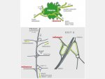 Arrival map