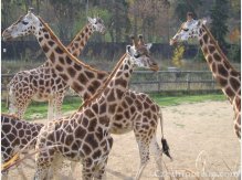 ZOO Prague