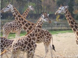 Prague Zoo
